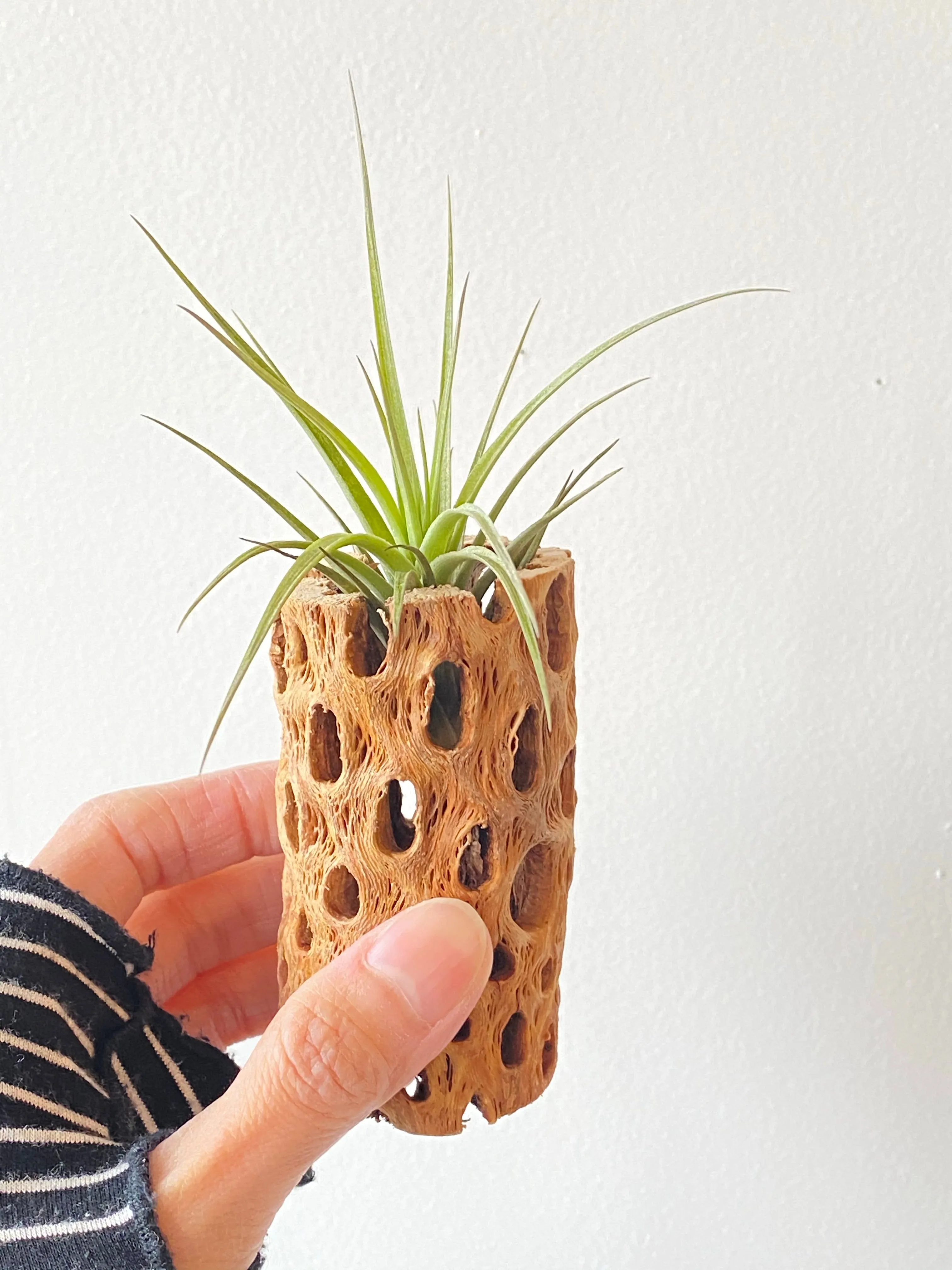 Cholla wood w/ Air Plant