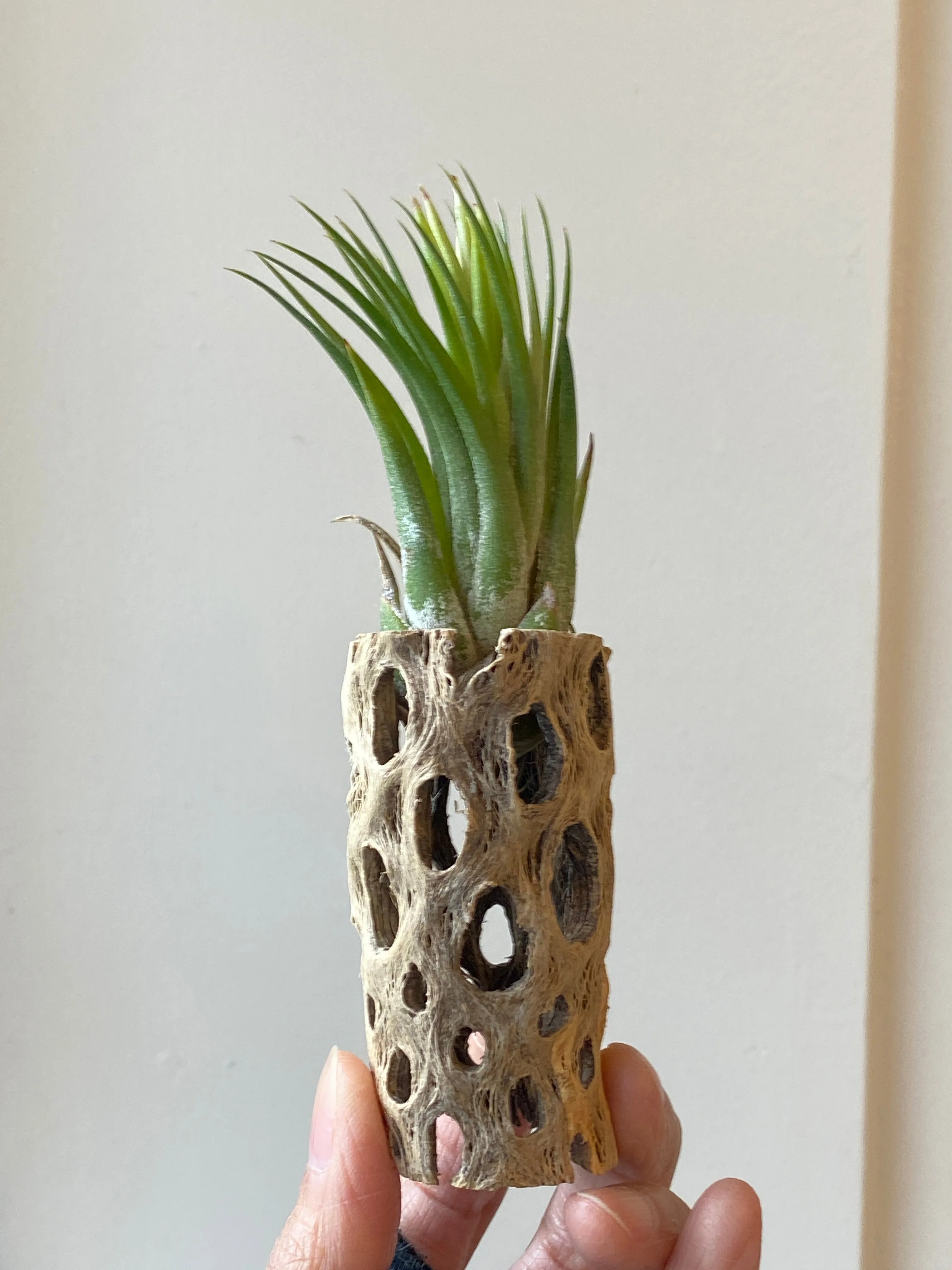 Cholla wood w/ Air Plant