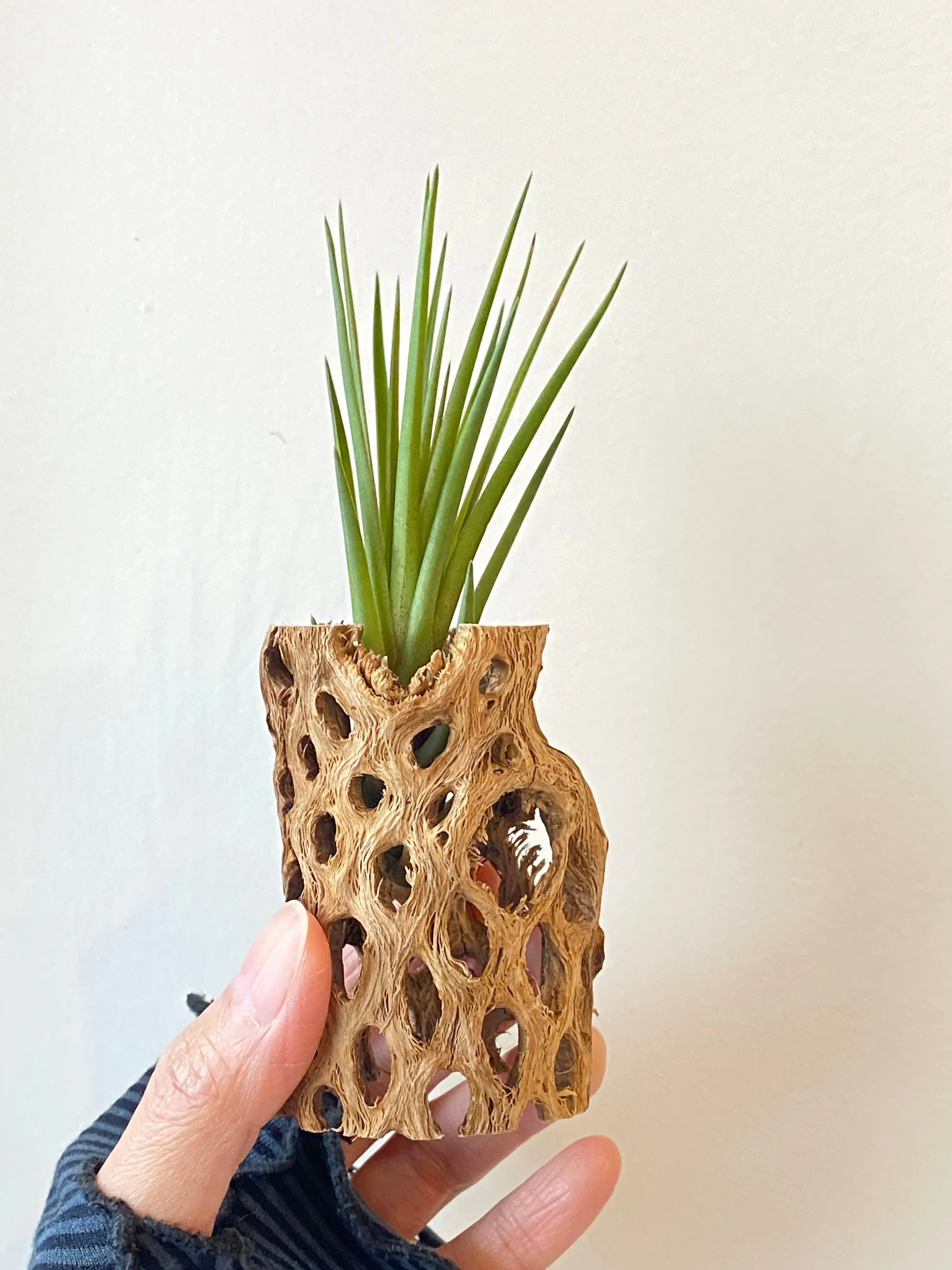 Cholla wood w/ Air Plant